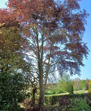 Baudin Parcs et Jardins image 2