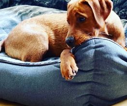 STILHUND Bild 12