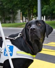 Stiftung Schweizerische Schule für Blindenführhunde Bild 1