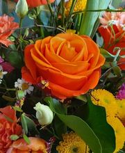 Blumen und Pflanzen Bild 1