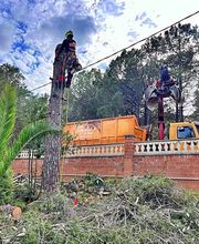 Sector Arbol imagen 8