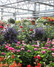 Gartencenter Ziegltrum Bild 1