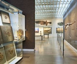 Im Urwelt-Museum Hauff können Besucher weltberühmte Versteinerungen betrachten.