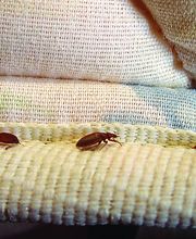 HS Nuisibles image 8