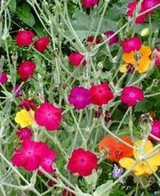 Nugier Bastien image 6