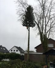 Galabau Löwen Bild 3