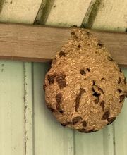 Allo Guepes Dératisation image 3