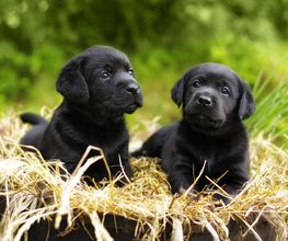 Reinado Canino imagen 12
