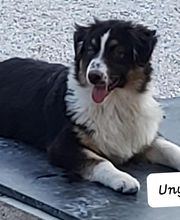 Elevage des Bois de Loge Borgne image 4