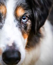 Beshepherd Tierfotografie - Sophie Lombeck Bild 16