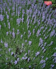 Aemmer GmbH Garten- und Sportplatzbau Bild 2