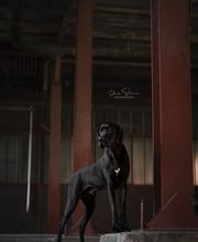 Denise Strauch Photography