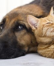 Pooler Veterinary Hospital image 6