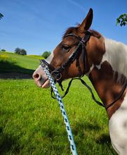 Marianne's Reiten Bild 4