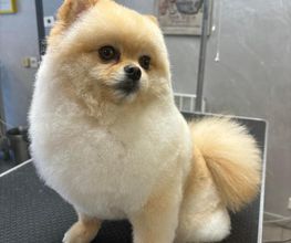 Au Look Canin image 1