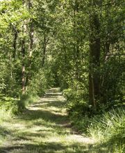 FriedWald Hasbruch Bild 7