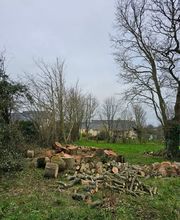 Baum élagage image 4