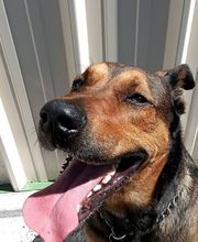 Binôme A 3 Education Canine image 20