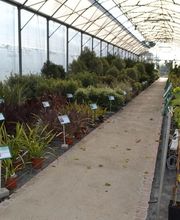 Pépinières de Corme Royal image 11