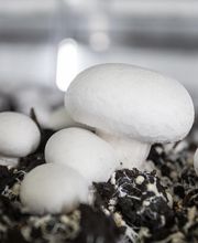 Gallery Professionale