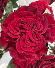 Fleurs et Sens image 2