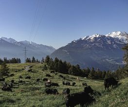 Weisshorn | Berghotel + Restaurant Bild 14
