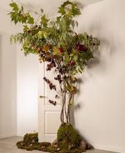 Vignolo Floral Studio | Floristería Chamartín imagen 12