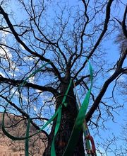 ONSFOREST Sagl Bild 2