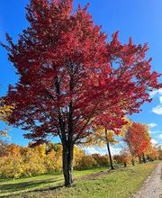 Sunrise Orchards image 8