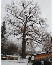 Baumglück Baumpflege GmbH Bild 2