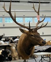 Arrowed 1 Taxidermy image 14