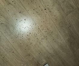 3D Nuisibles Extermination image 13