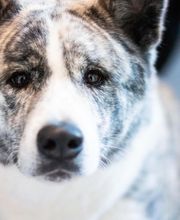 Riverbend Veterinary PetCare Hospital image 10