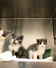 Pompton Lakes Animal Hospital image 8