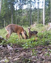 Herzogl. Bayerisches Forstgut, Forstgut Banz Bild 5