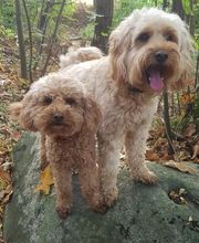 Keep Cool Dog image 5