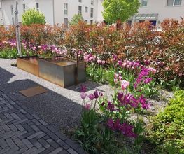 Gerber Gartenbau AG Bild 12