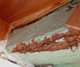 Protection Termite image 14