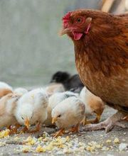 Gallina-4.jpg