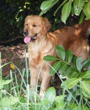 Elevage des Rives de la Bidouze image 8