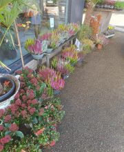 LE COMPTOIR DES FLEURS image 2