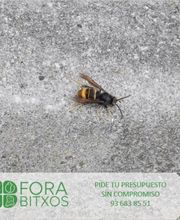 forabitxos-1.jpeg