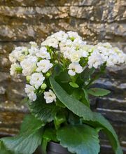 Pépinière des Aspres image 3