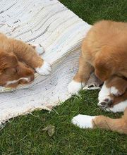 Clínica Veterinaria Los Galgos imagen 1