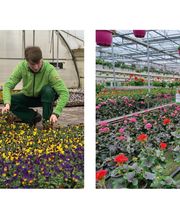 Blumenhaus Wosch Bild 4