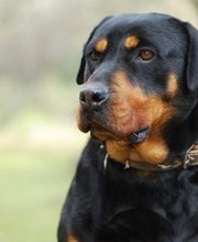 Reinado Canino imagen 13