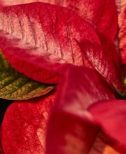 Gärtnerei Allemann GmbH Bild 8