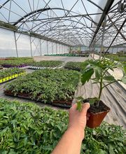 Bioflore Provence Pépinière & Horticulture image 6