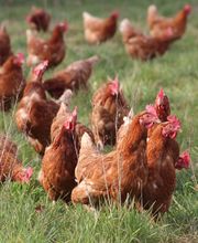 Bio Hofladen Overesch Bild 12