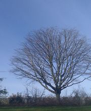 Ecureuil Elagage image 6